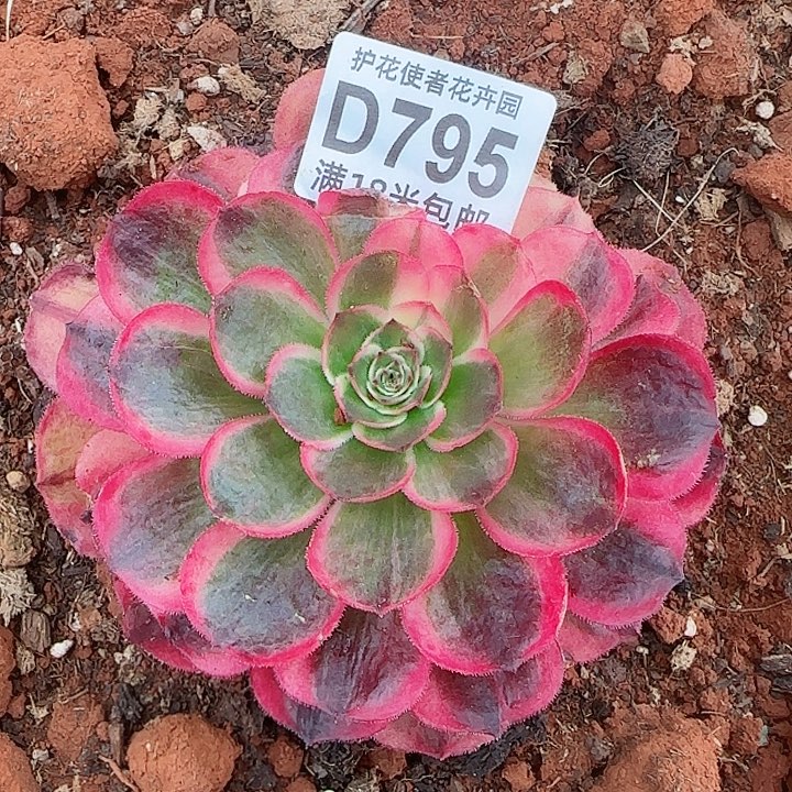 多肉法师海神朵朵