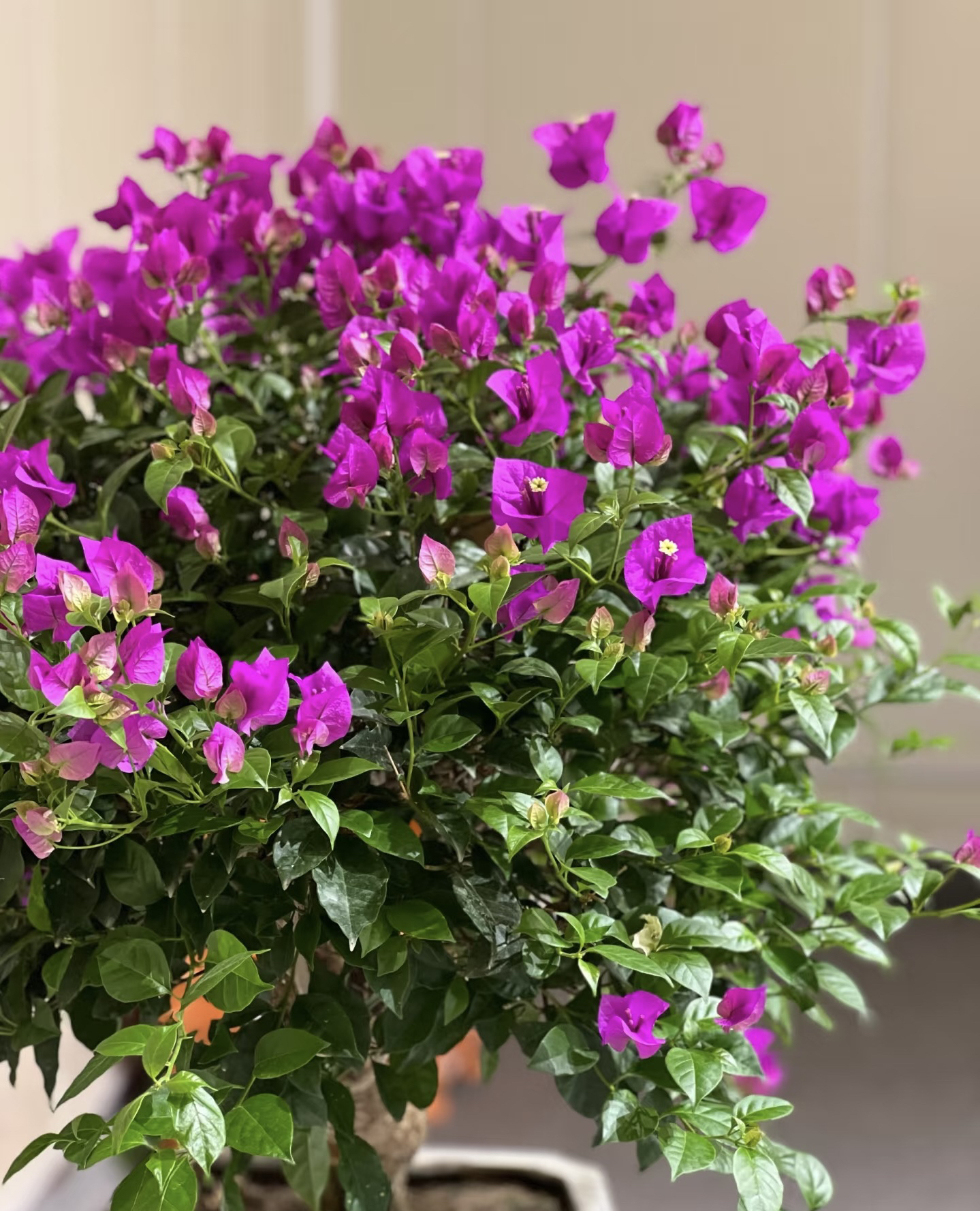 云南紫1.5加仑带盆带花发货运输中掉花掉叶属于正常现象介意勿拍