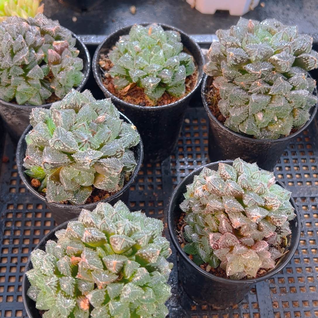 万象盆魔刺寿多肉一颗