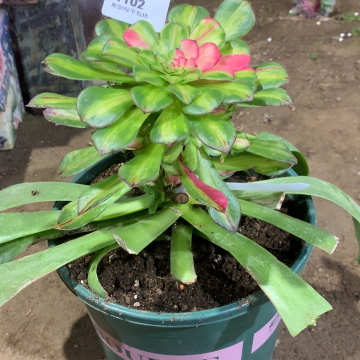 ?**儿1102知否多肉植物