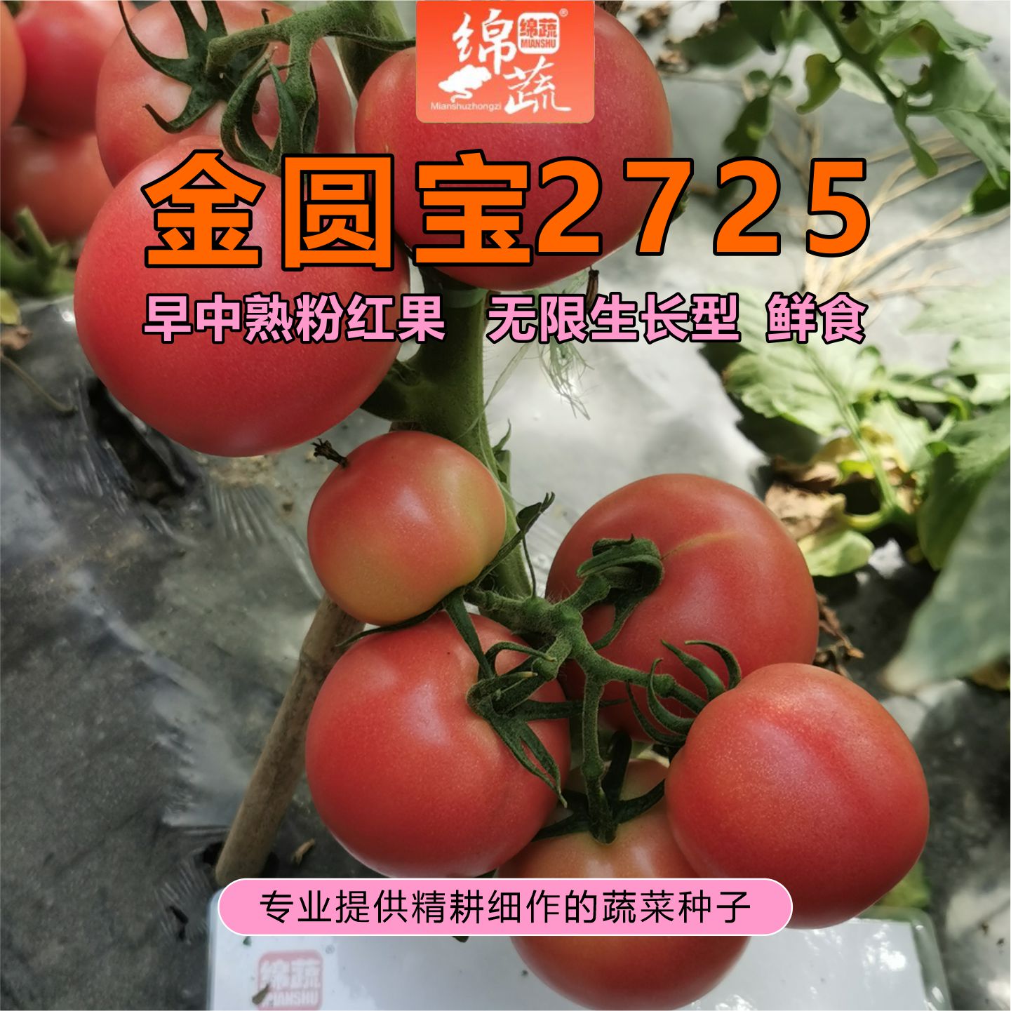 【金圆宝2725】早中熟、粉红果番茄、无线生长型番茄种子 