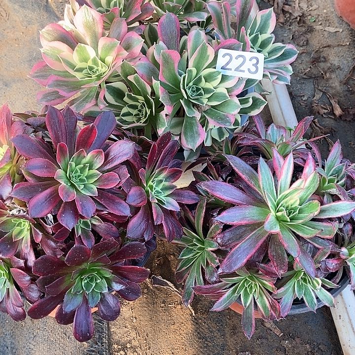 三科多肉特价不包断223多肉