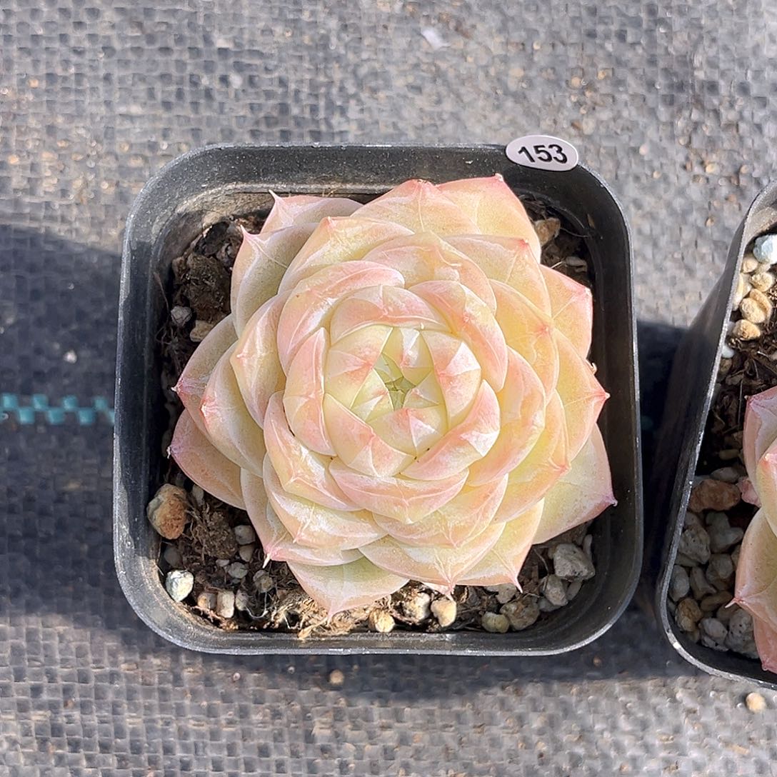 153 一物一拍 夏末