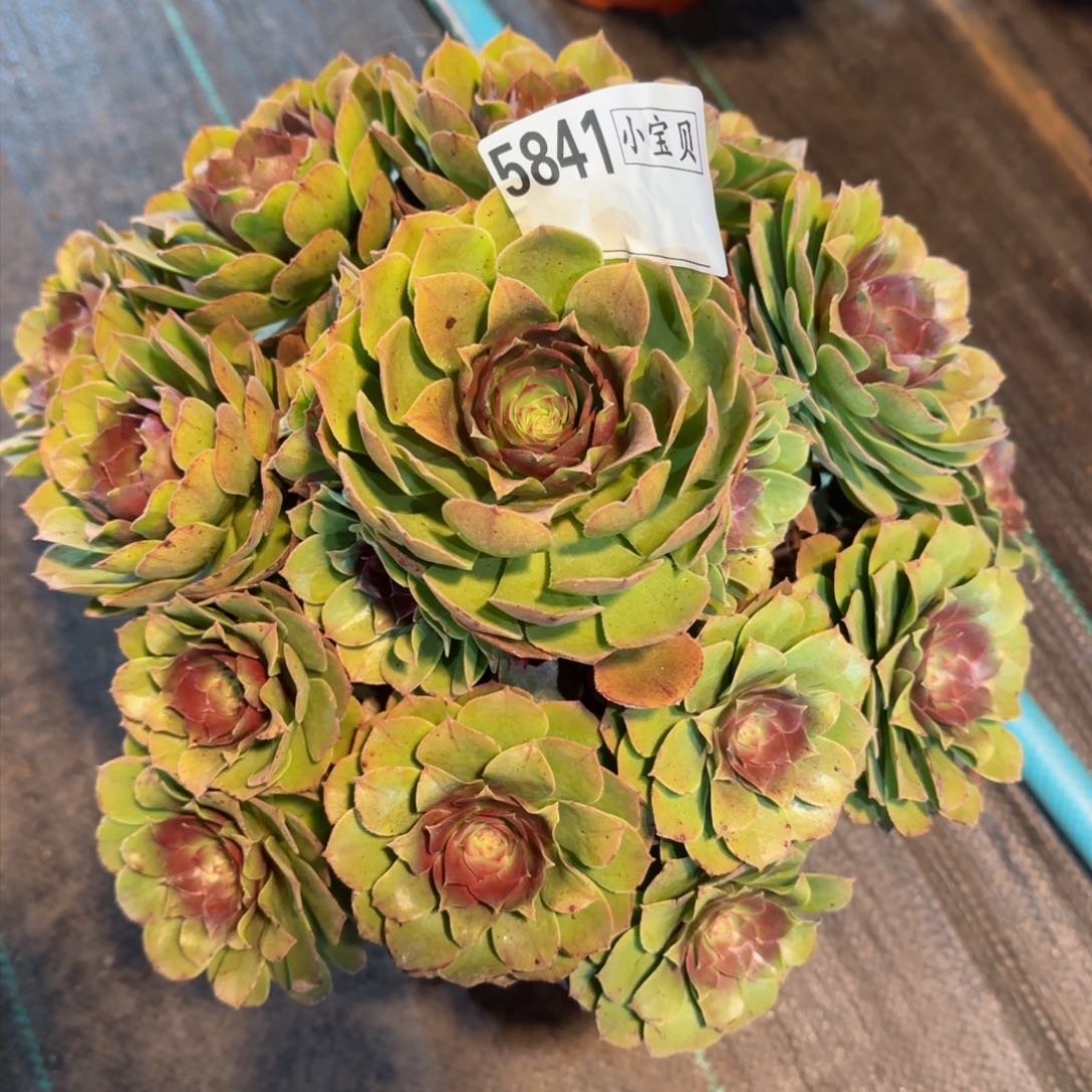 万圣节多肉5841多肉多肉