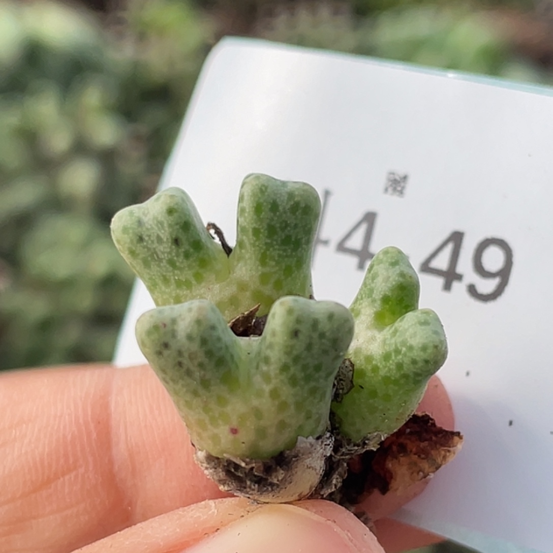 4-49鹿角斑马肉锥