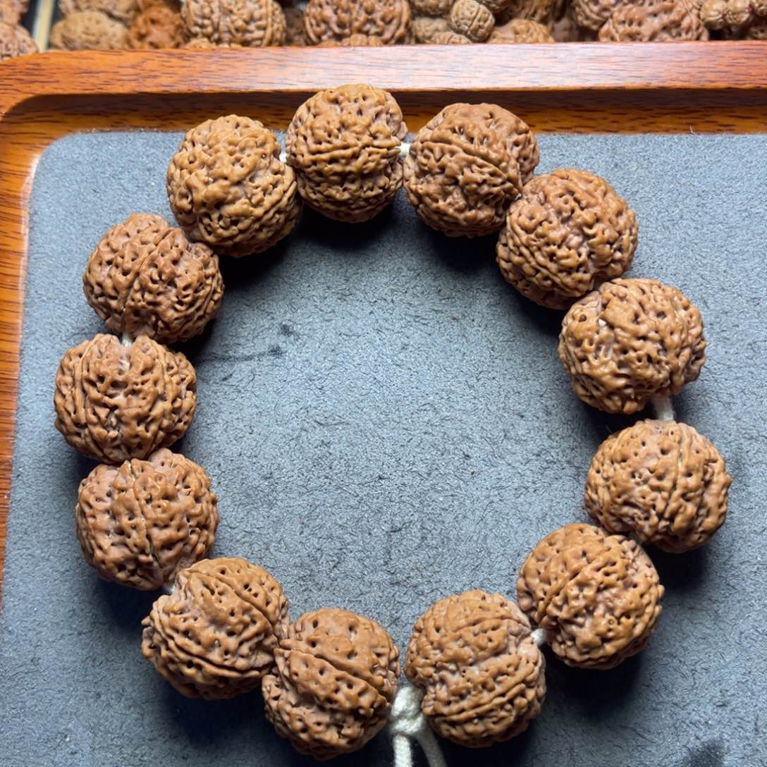 菩提10号金刚菩提梅花蜂王24