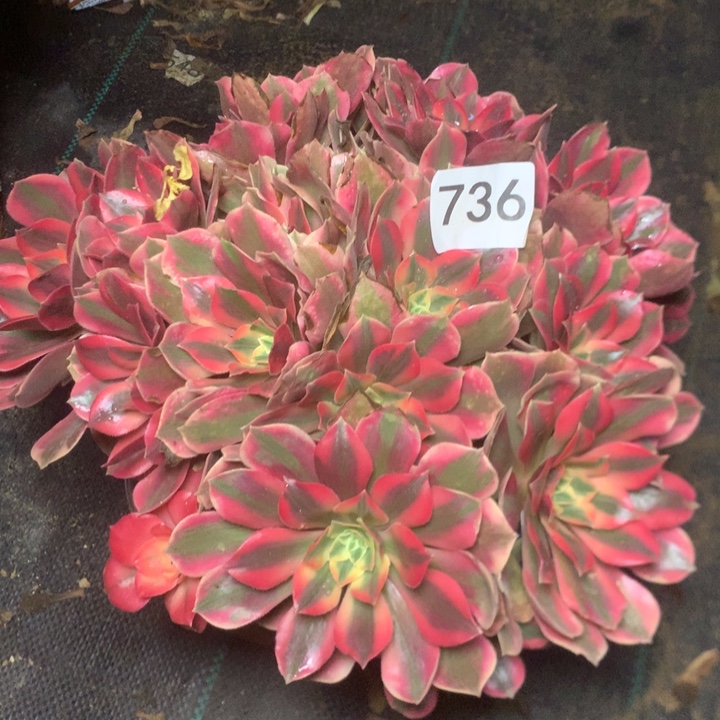 736女妖多多肉植物