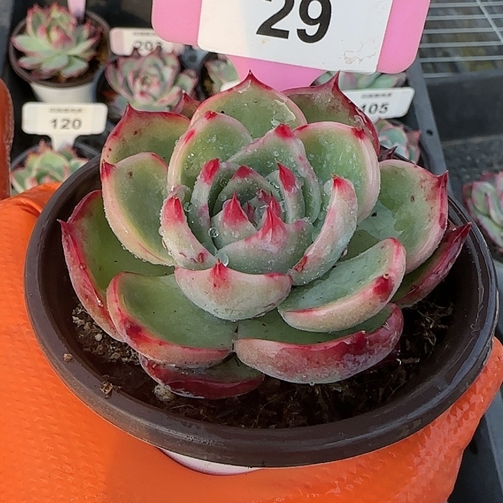 29 惊鸿仙子多肉植物6-9cm