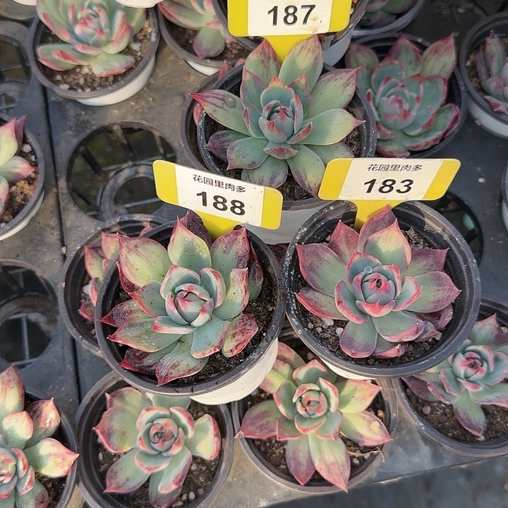 花***院187、183、188 惊鸿仙子多肉植物6-9