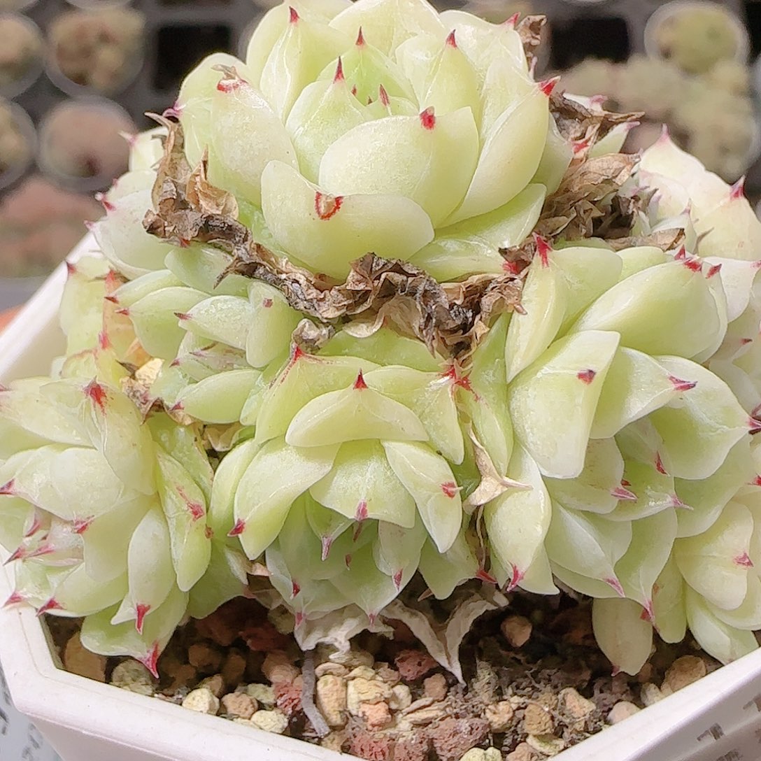 花语逸镜1127-215散