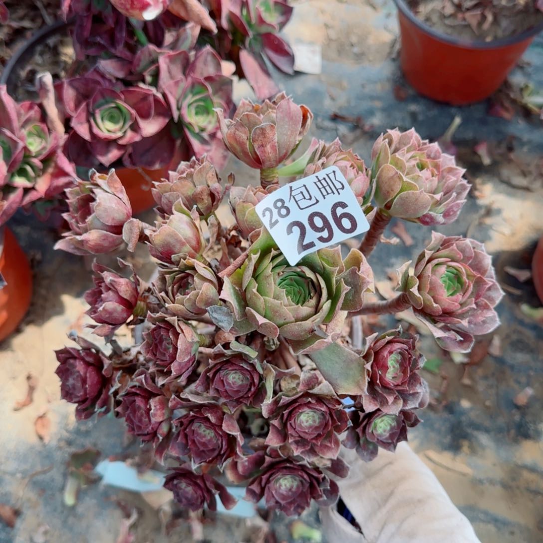 沙拉万多肉296满20包邮断枝不包