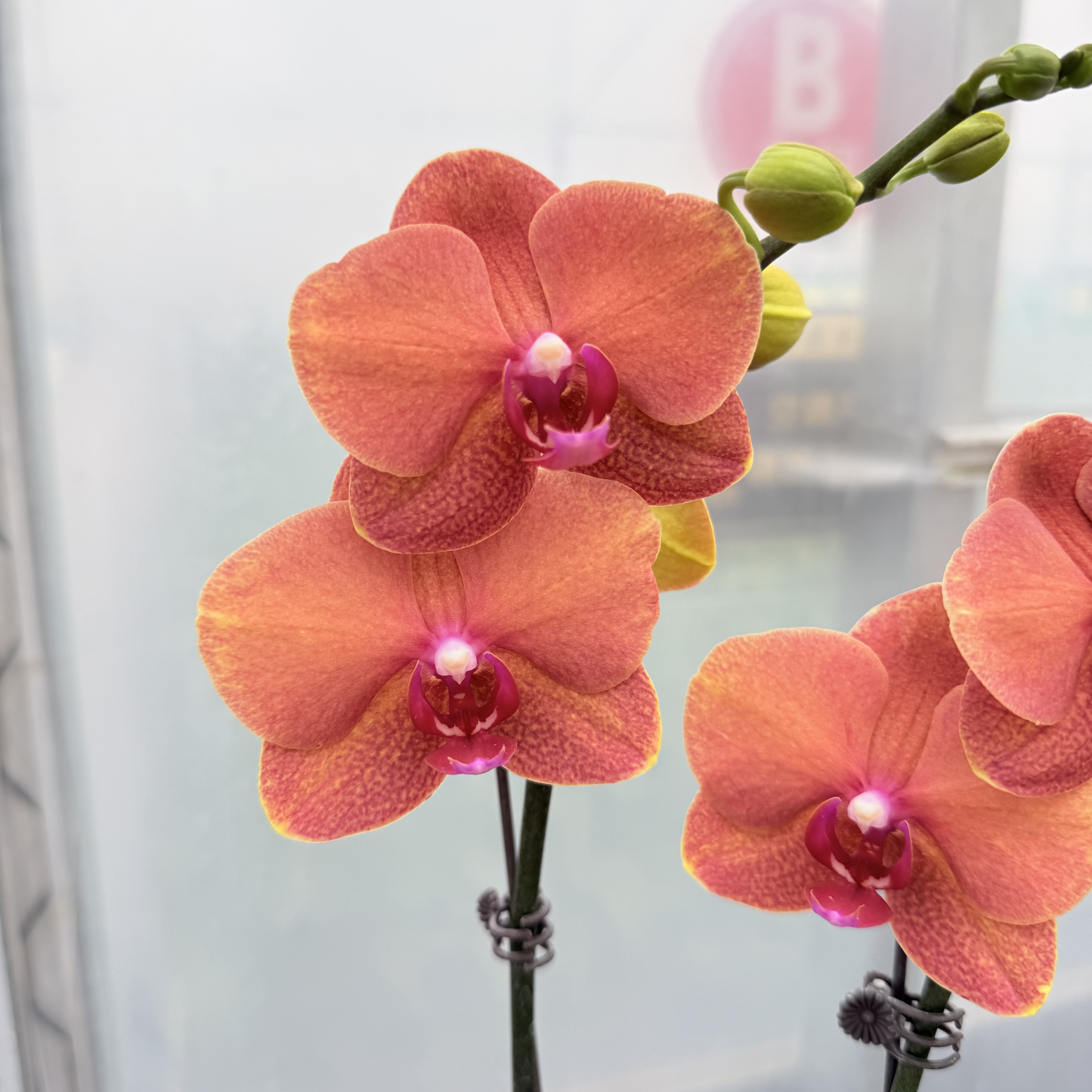 【金桔】蝴蝶兰 爱马仕橙色 高复花率 爆根 3.0寸 基地直发 微瑕