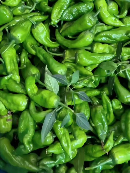 正宗江西余干辣椒新鲜薄皮椒农家自种现摘蔬菜