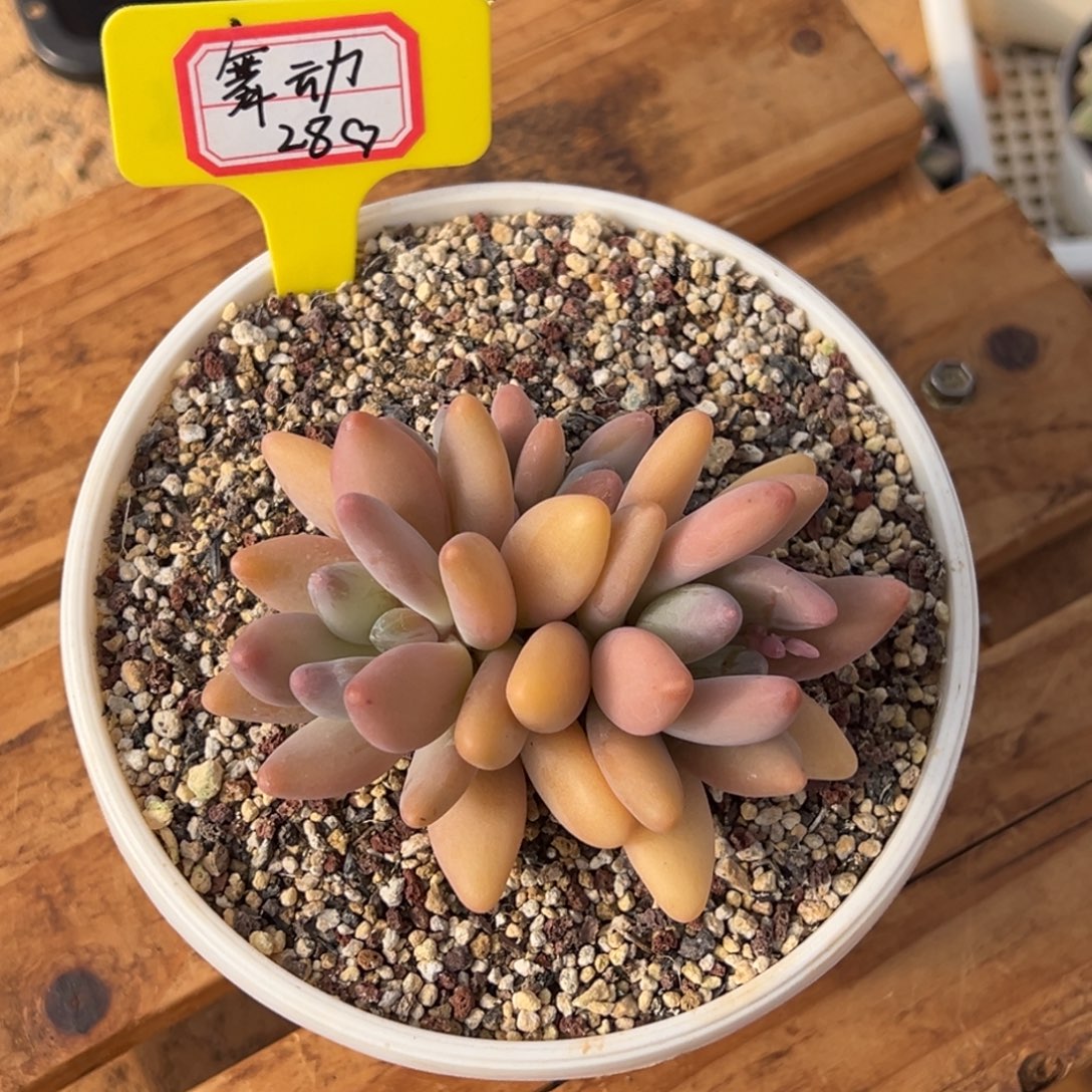 舞***魂舞动28、                