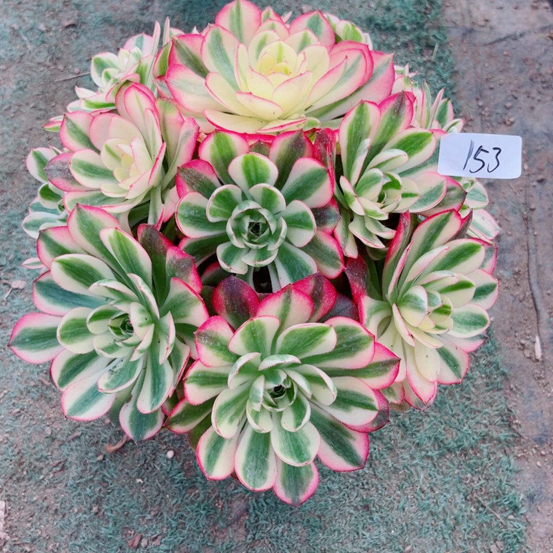 153荔枝法师多肉植物