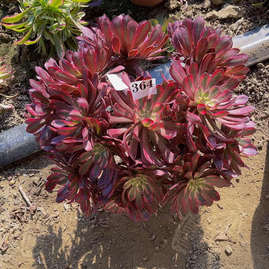 紫霞仙子法师5/37