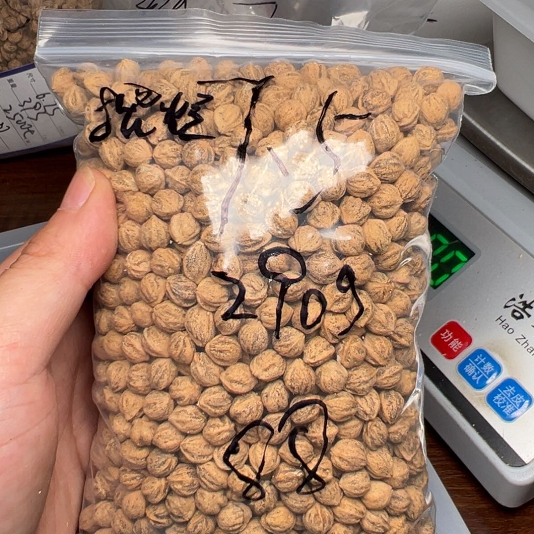 柏香籽/百香籽吊坠我**烂