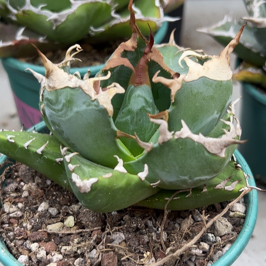 魔丸一物一拍偏远不包邮不退不换