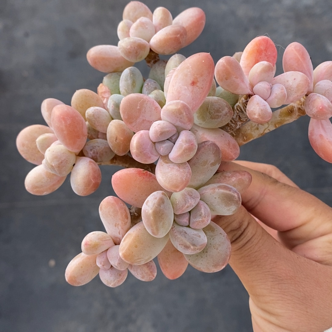 香玉老桩一物一拍