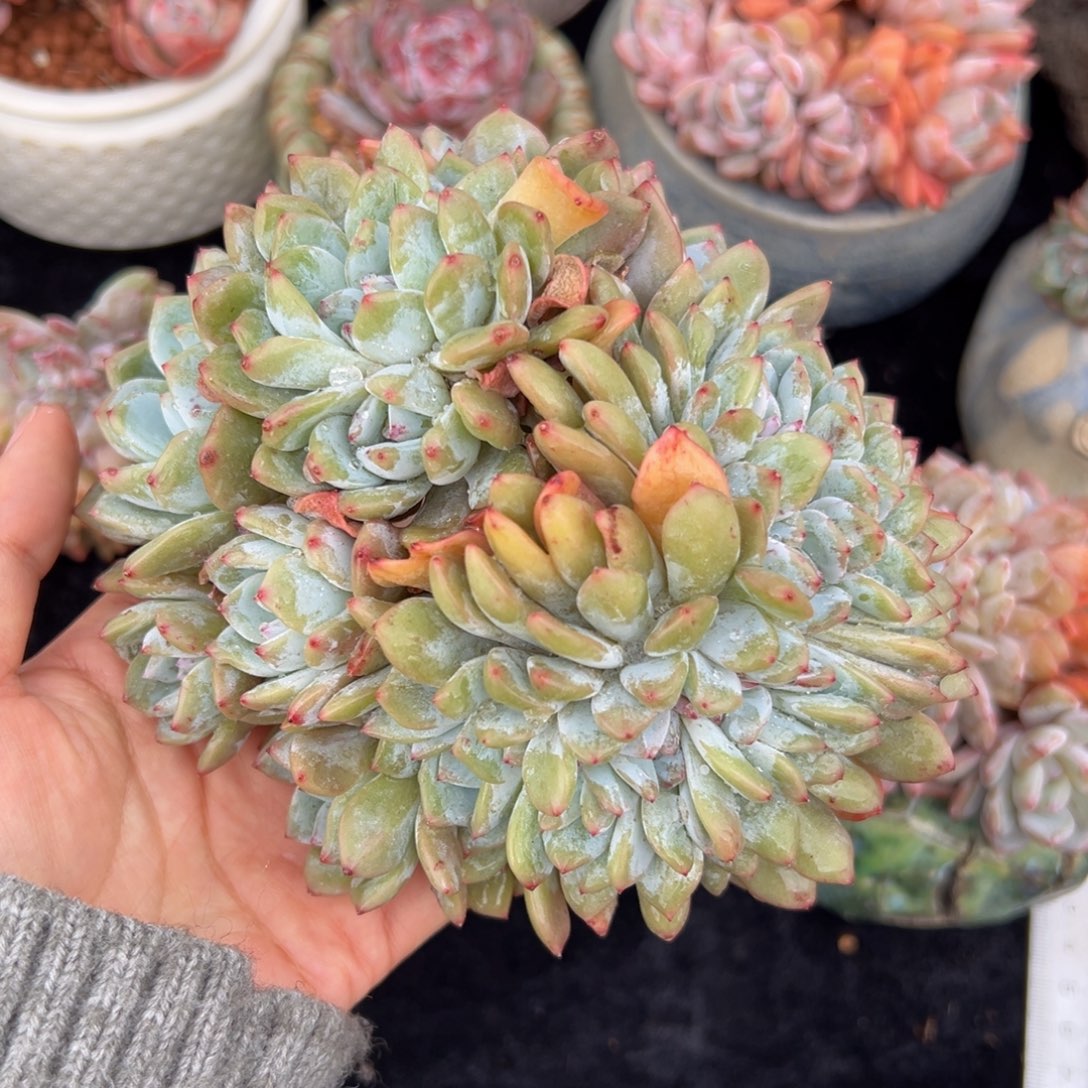 新年快乐 新年快乐