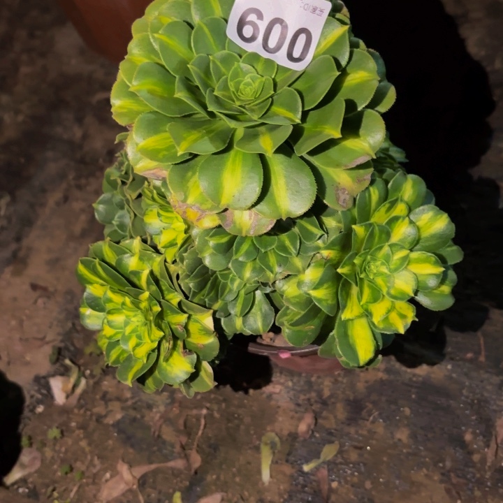 009七彩琉璃多肉植物不售后流星雨