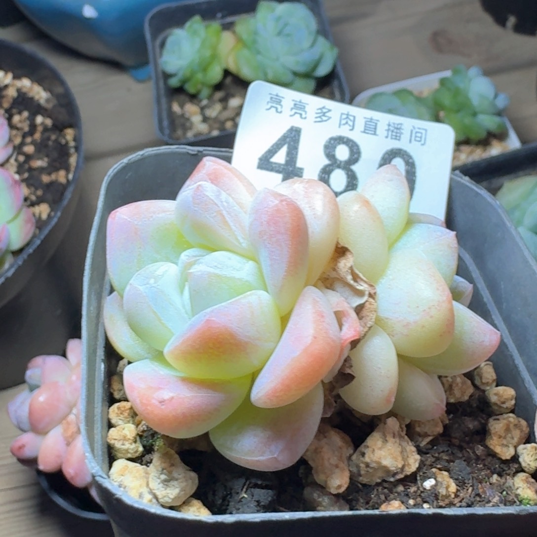       下播福利拍够包邮发货