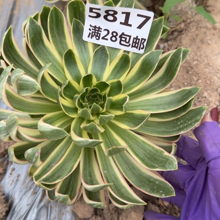 5817一号棚清莲多肉D