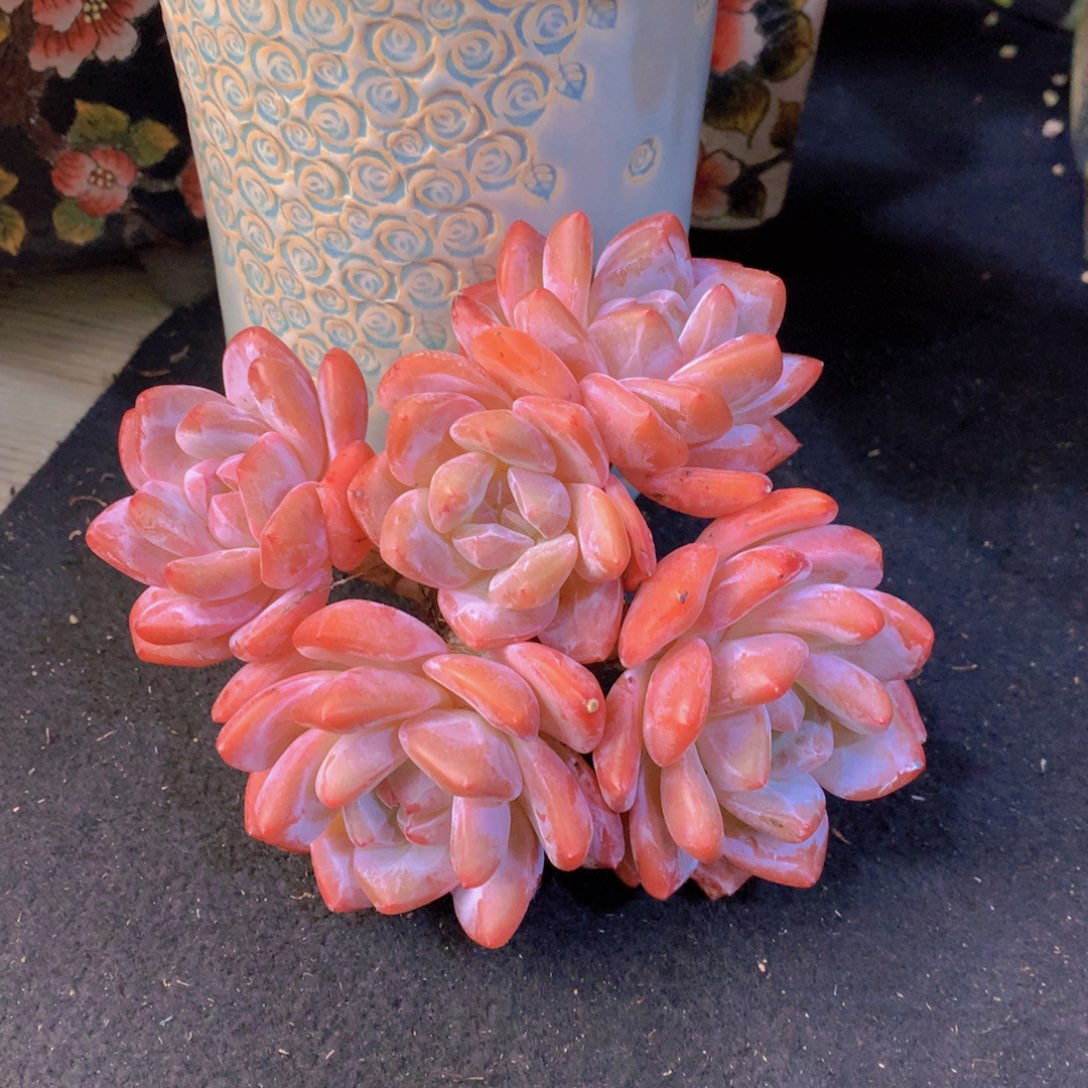 精品多肉植物花卉盆栽花卉