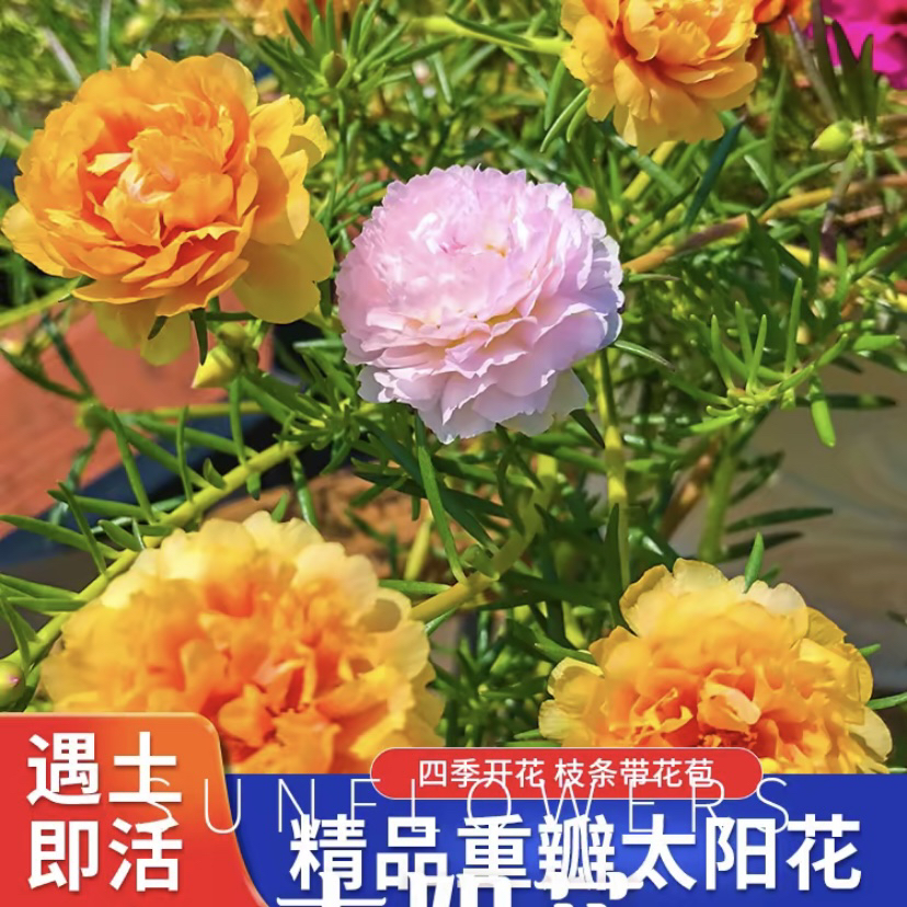 （带根带土带花苞）重瓣太阳花苗混色好养