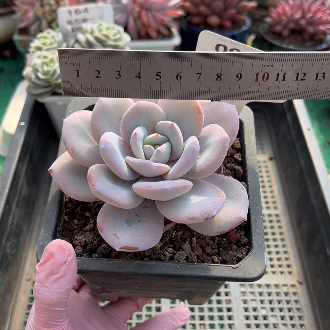 表妹精品多肉植物096.