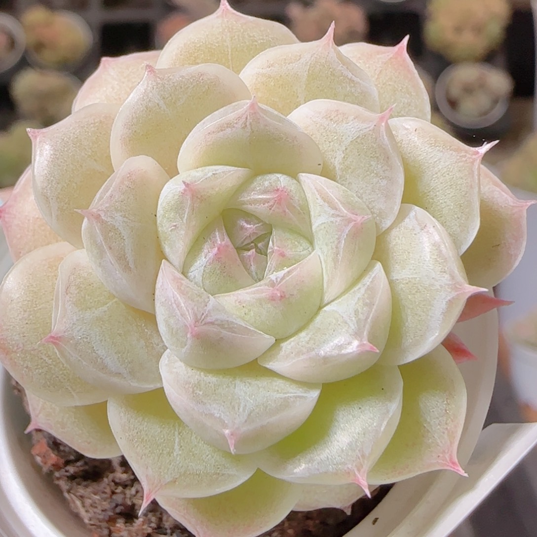 花语多肉1209-168
