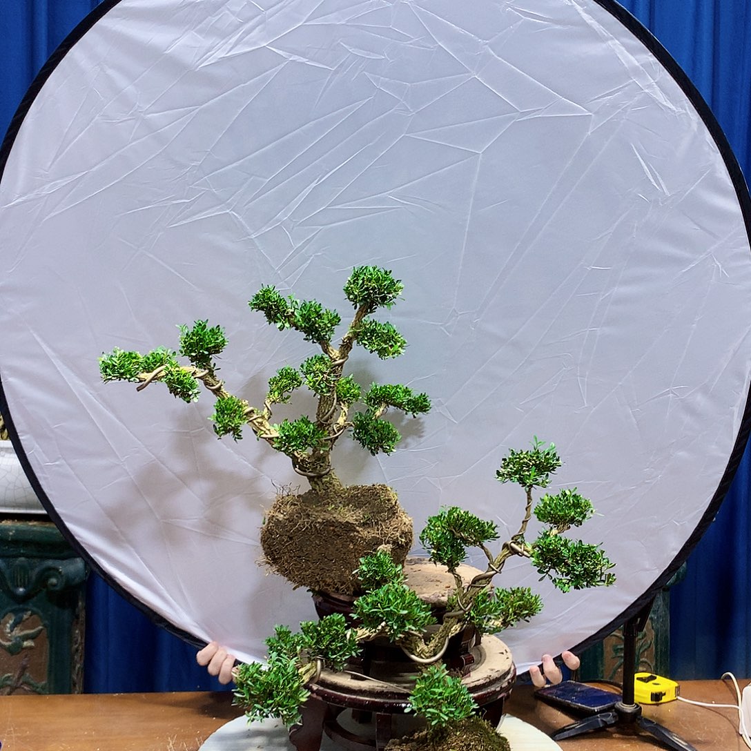 无花朵黄杨盆景一物一拍