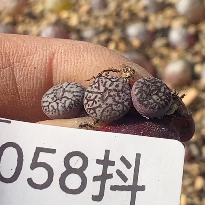 058-墨一物一拍肉锥