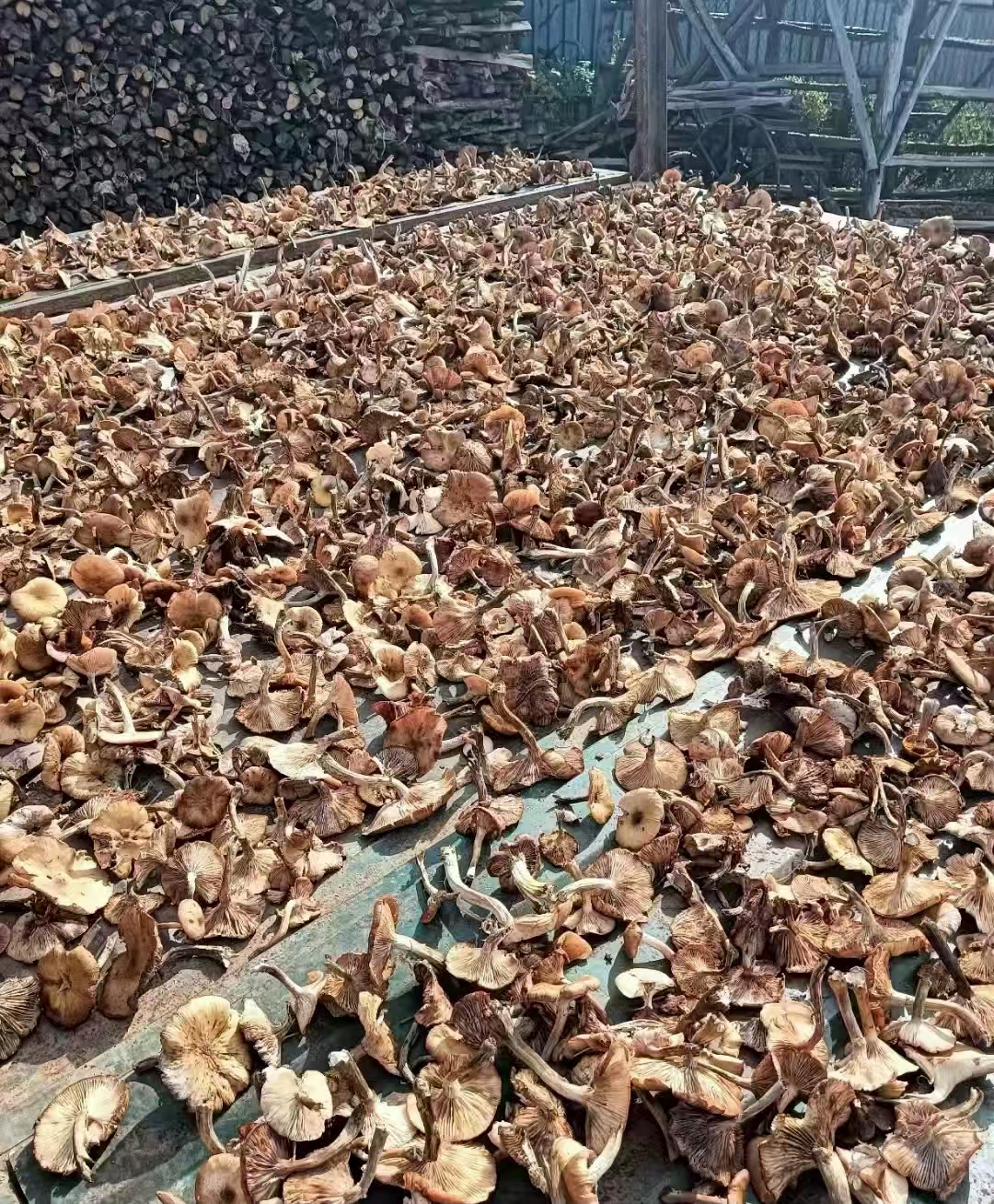 东北野生榛蘑自然晾晒