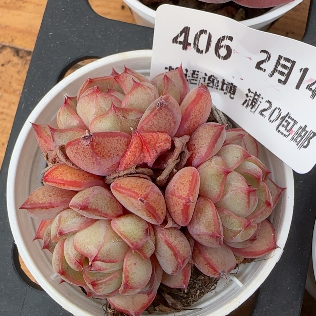 花语逸镜0214-406