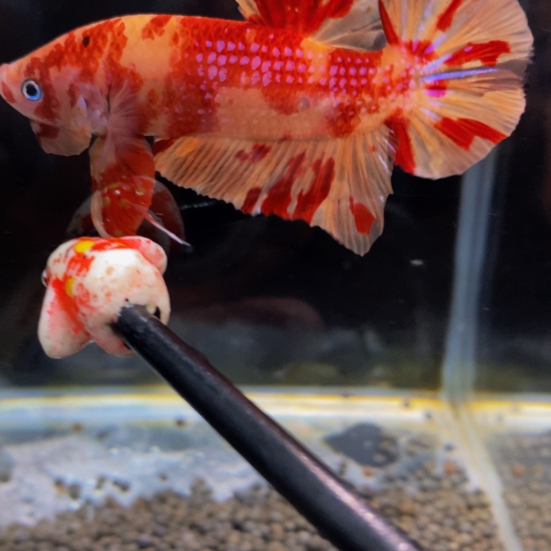 斗鱼346巨斗巨斗