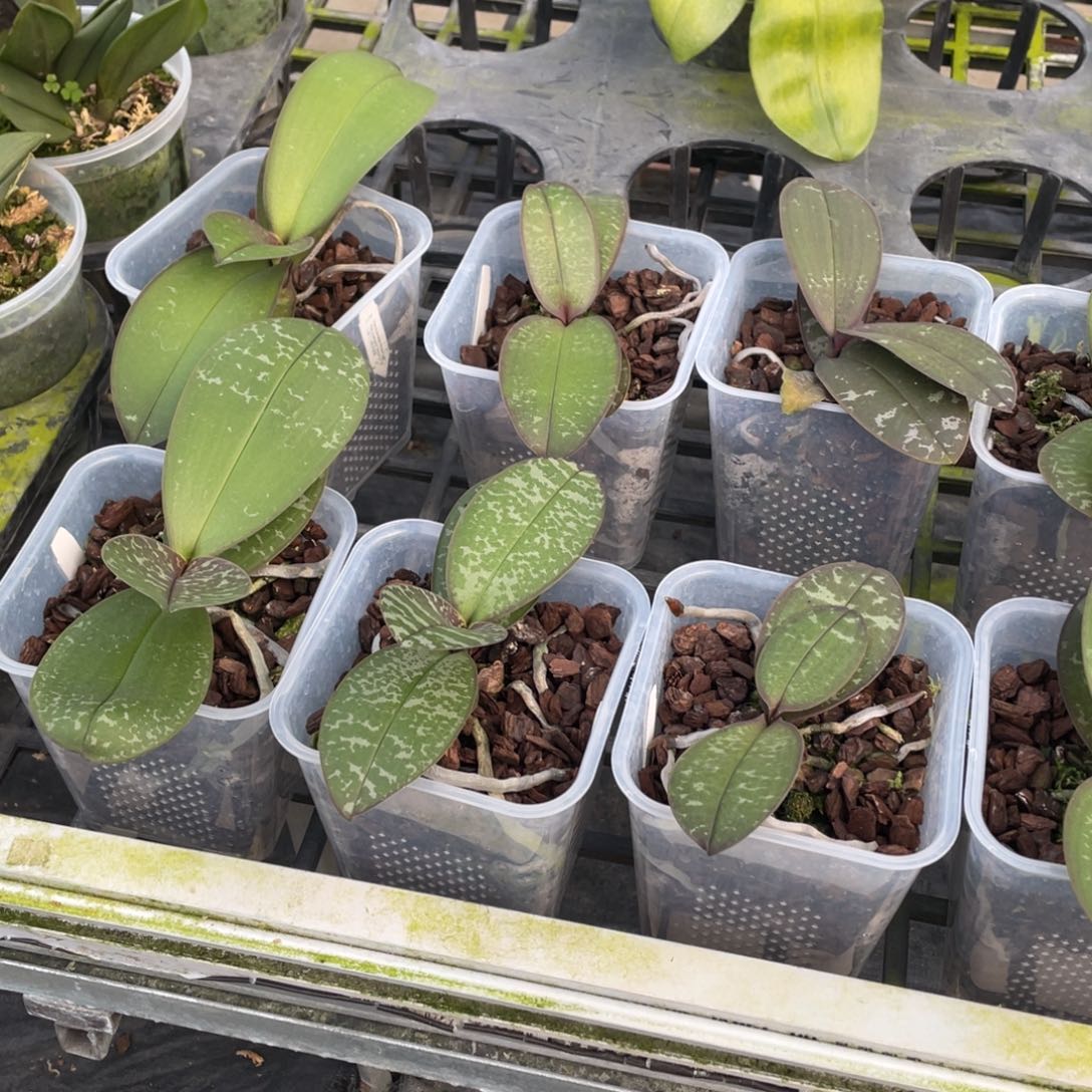 当前无花栽培后可以开花白史兄弟交4寸