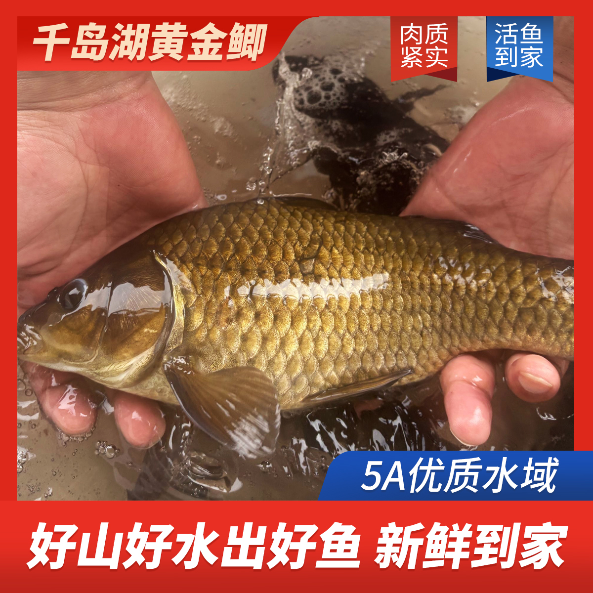 【大鲫鱼】千岛湖黄金大鲫鱼肉质鲜嫩红烧炖汤活鱼现捕捞现发货顺丰活鱼送到家