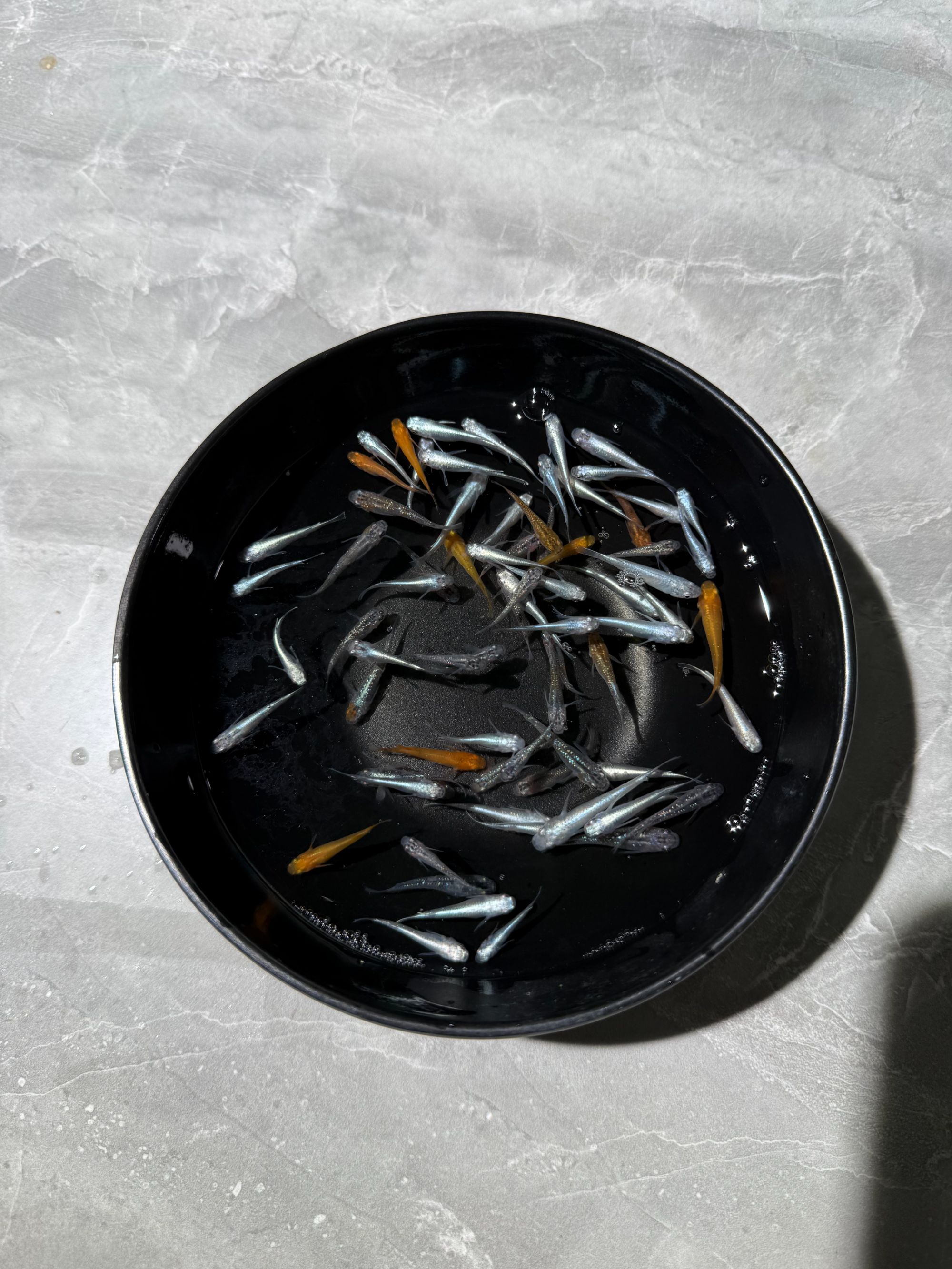 观背青鳉小型冷水观赏鱼不打氧、过滤1-3cm随机30条含星光