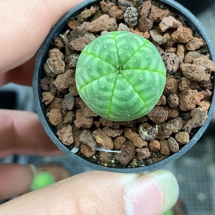 孤品实生极致纹路可爱小布纹球2.2cm仙人球