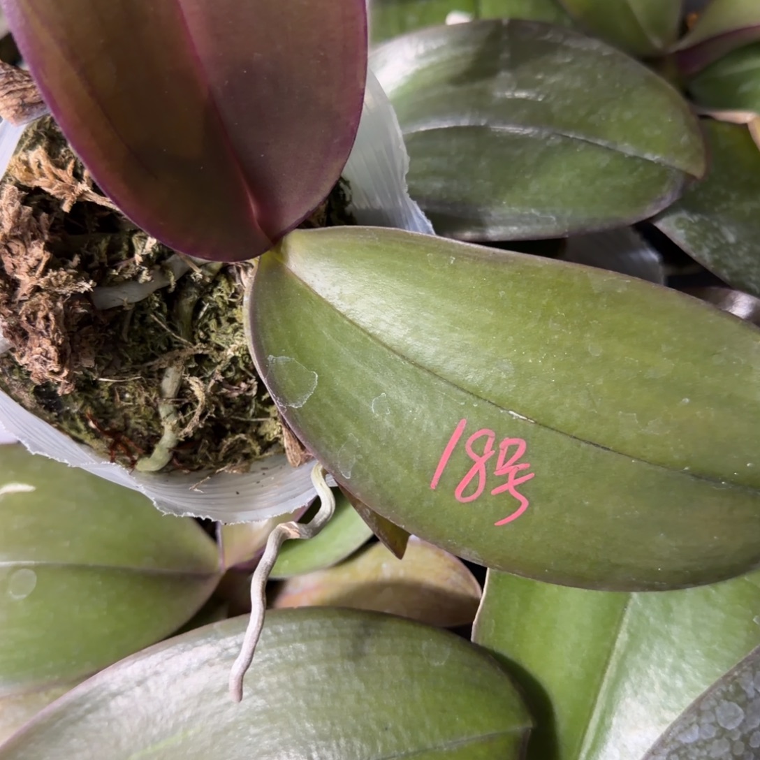 格***豆无花朵18号哈根达斯