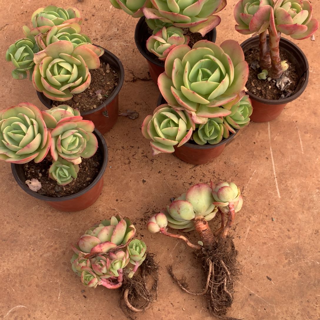 喜***乐碧桃000000000000