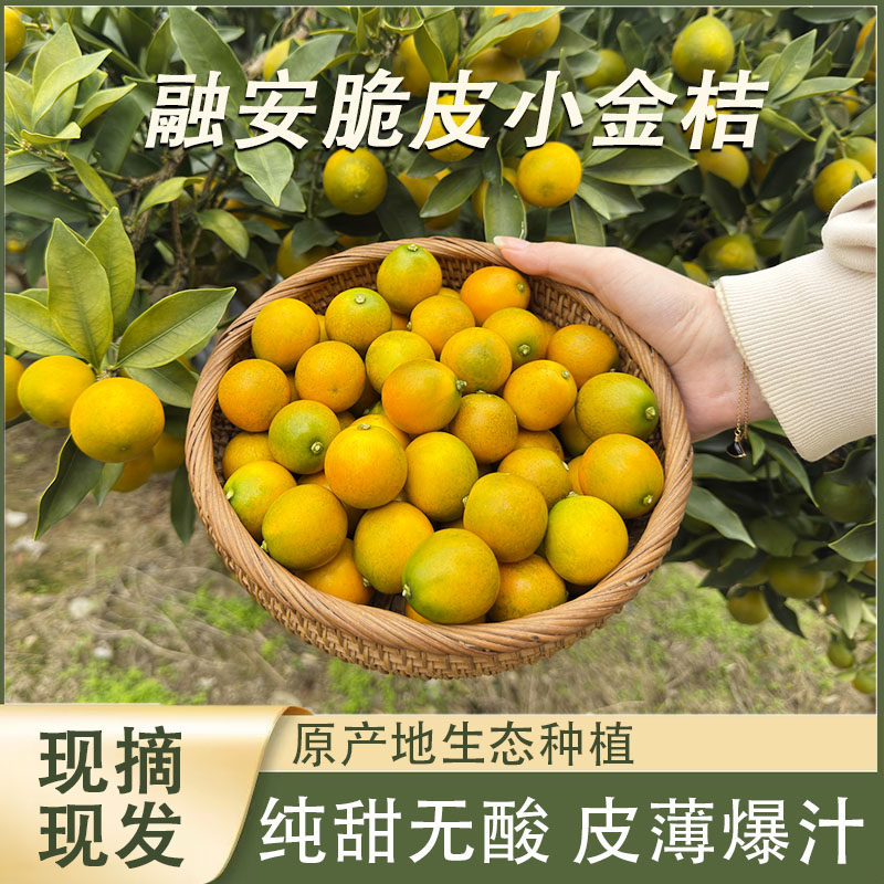广西脆皮金桔滑皮金桔当季水果纯甜无酸不麻嘴果园现摘现发包邮