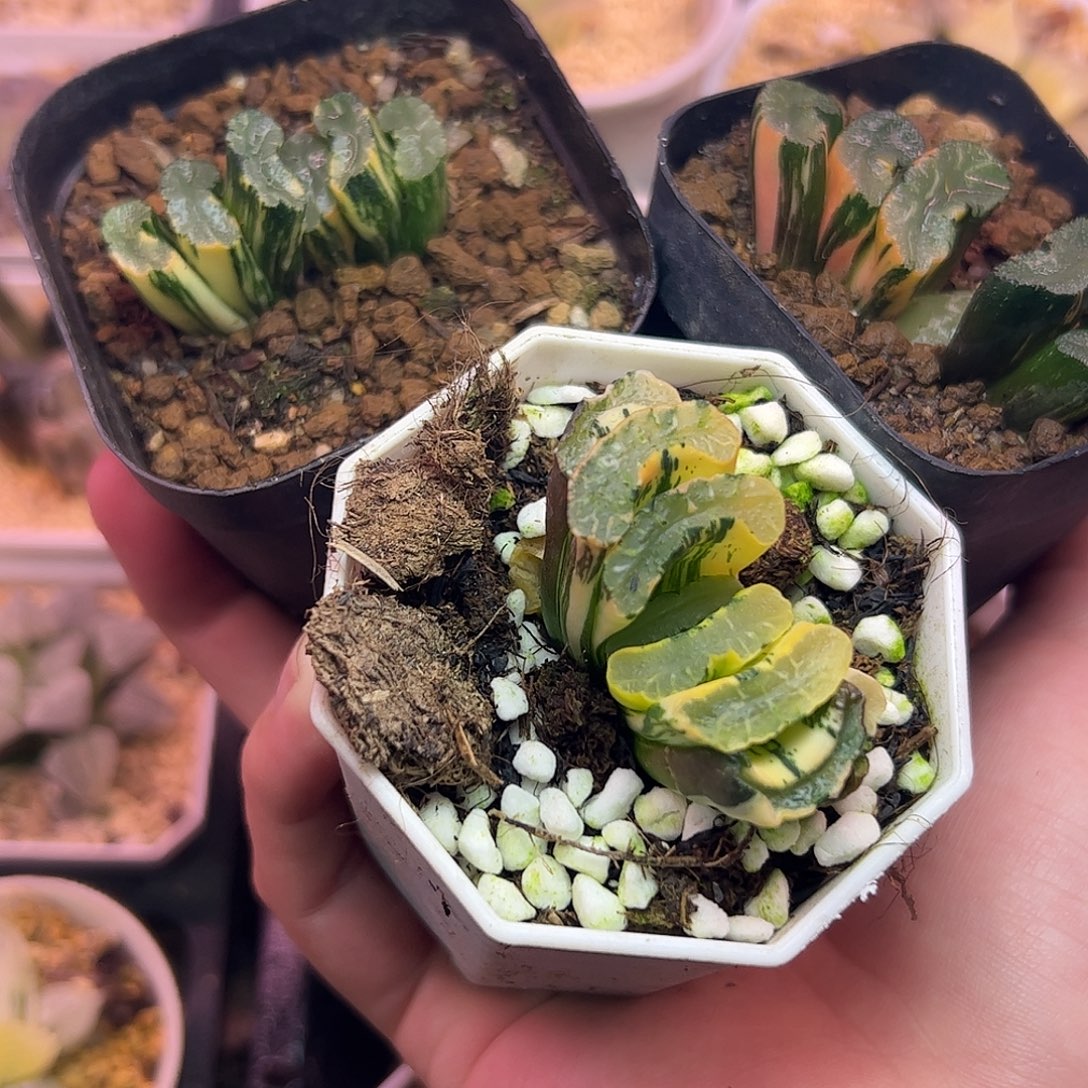 小***儿超值组合十二卷多肉植物