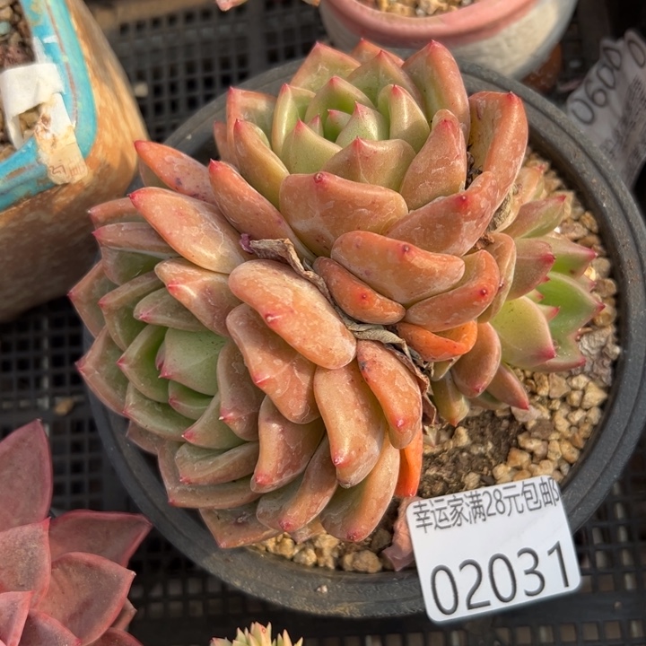 幸运儿是一位非常优秀我