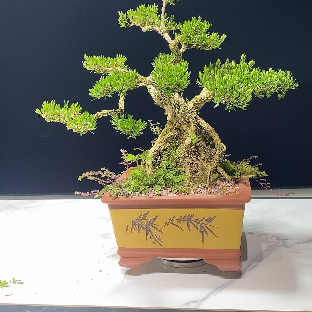 当前无花朵，栽培后可花朵