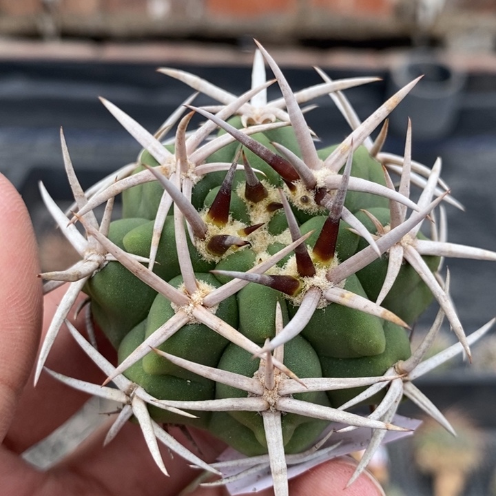 【闪购商品】814碧岩玉