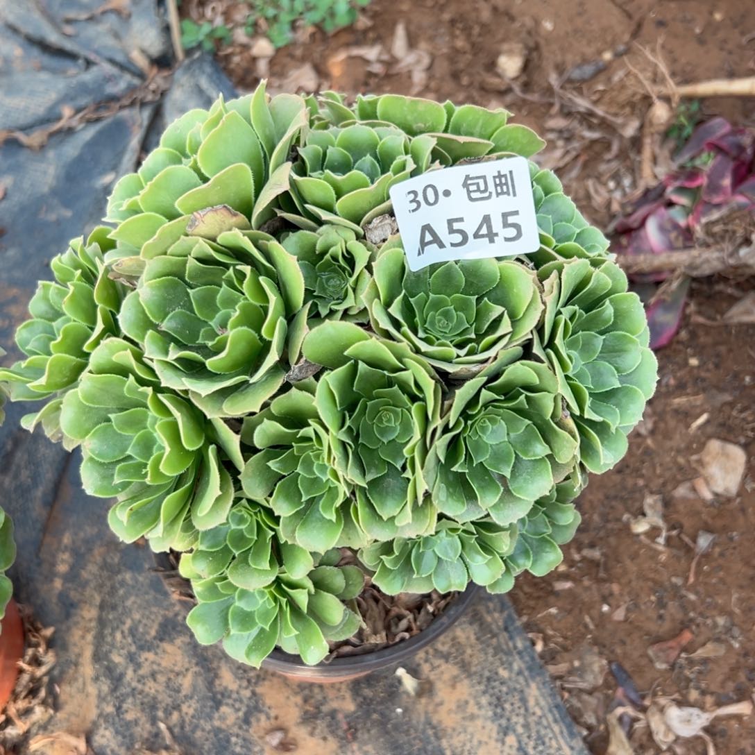 545 多肉法师不包侧枝