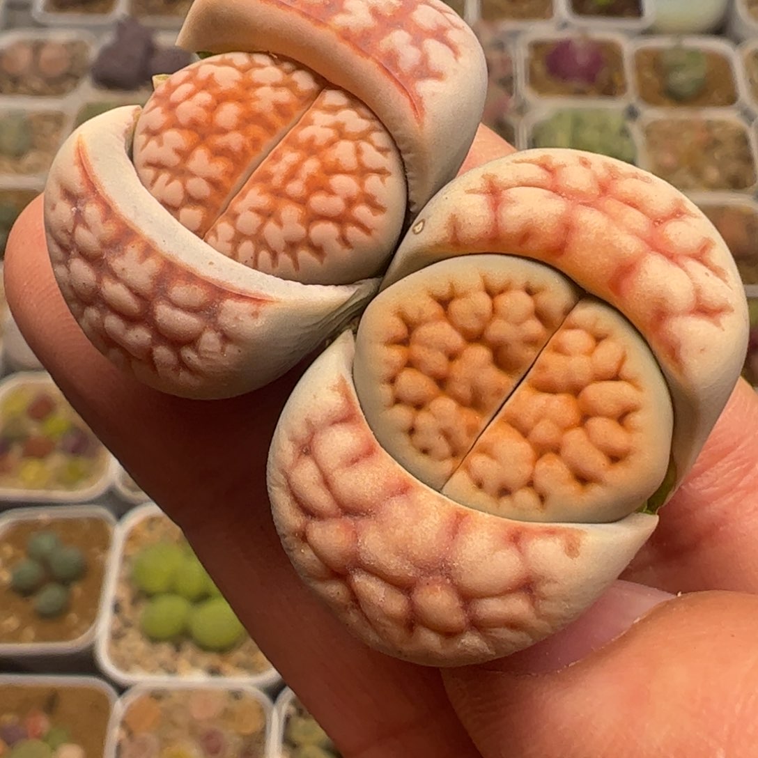 特价一组母本多肉植物