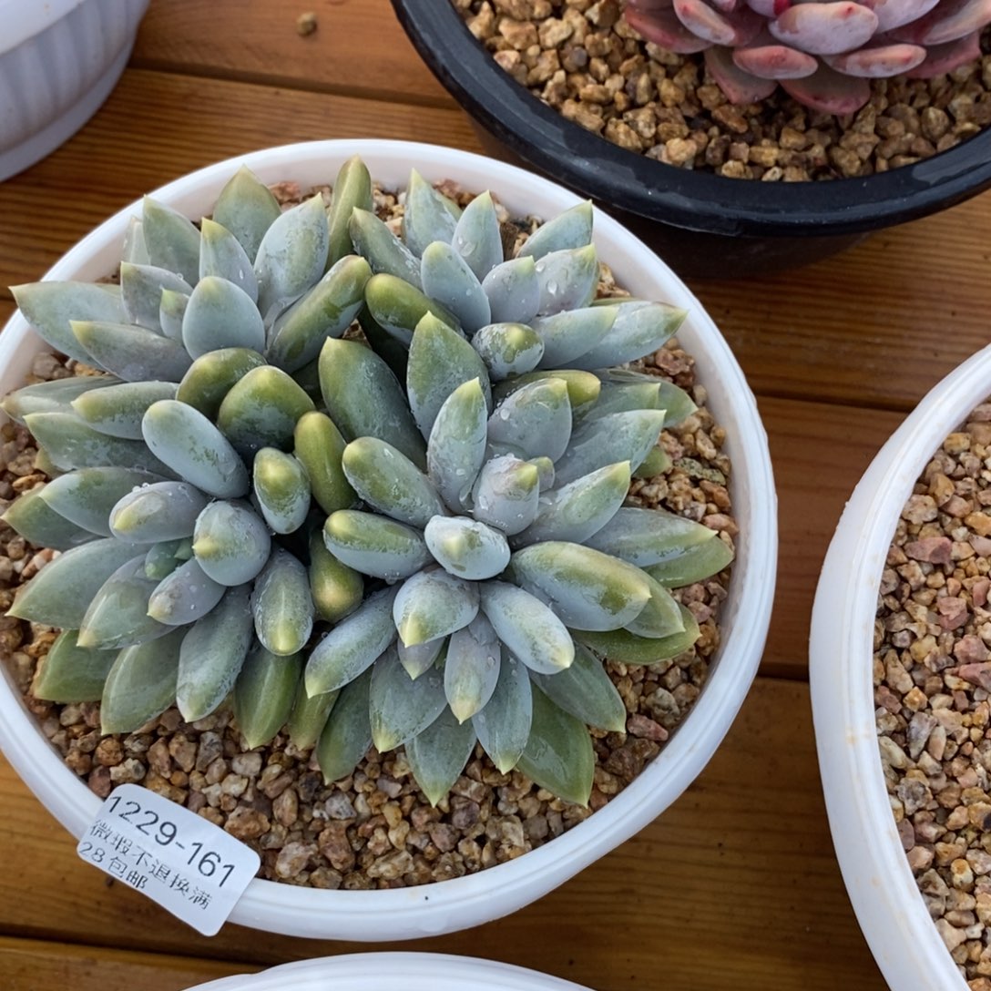 厚***.161号多肉福利啦啦啦